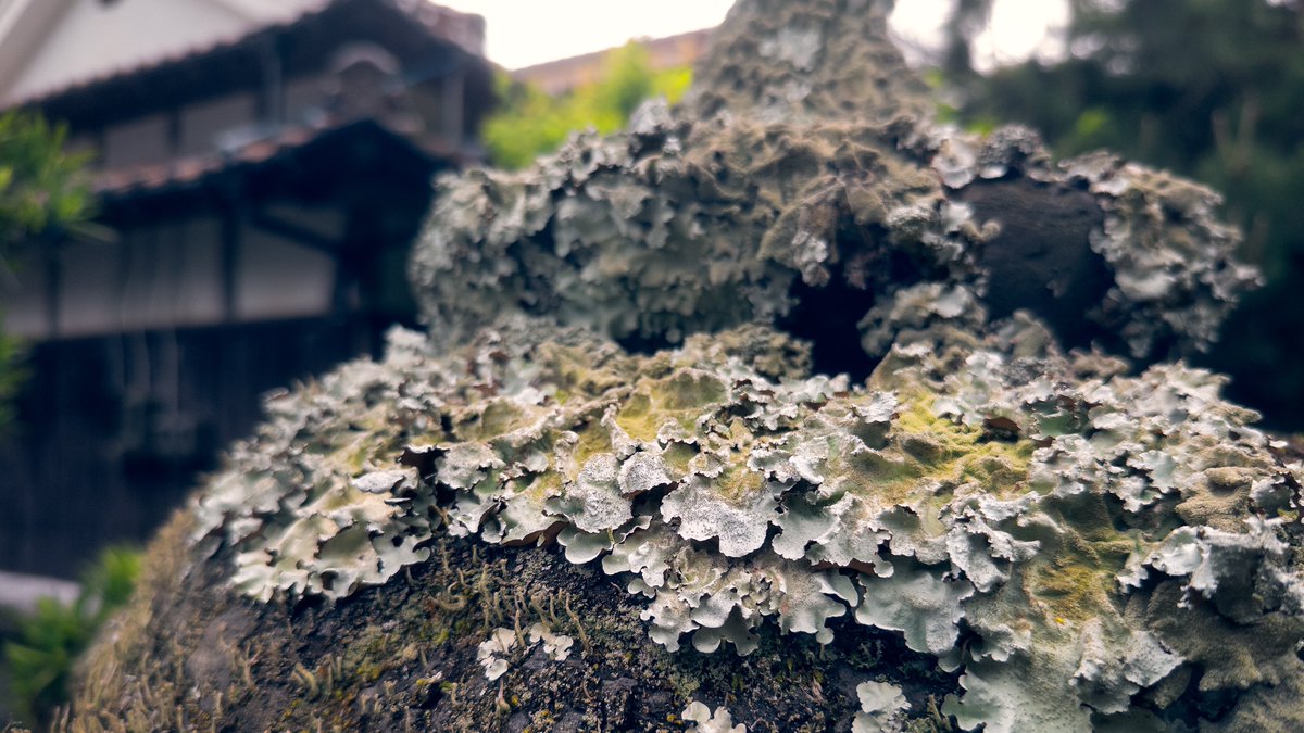 BLeenaers's tweet photo. 大日比（山口県）
#地衣類 #lichen https://t.co/NDAOJxtcaR