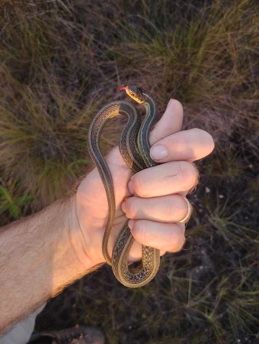 New species for the Station's #snake list: Western Ribbon Snake (Thamnophis proximus). This species has an enormous range, including Belize. Although quite common in some areas, this is the first one we've seen here.