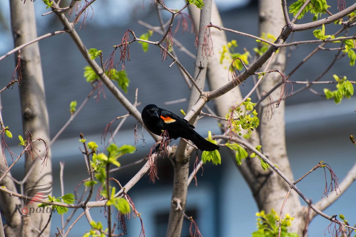 RopoloV's tweet photo. Carouge à épaulettes (Agelaius Phoeniceus)
Lévis,QC Canada https://t.co/M9iK59Lir8