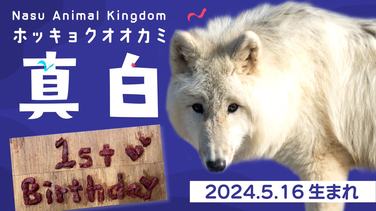 今日は真白の誕生日！ ということで、12:30〜特別動画をプレミア公開し