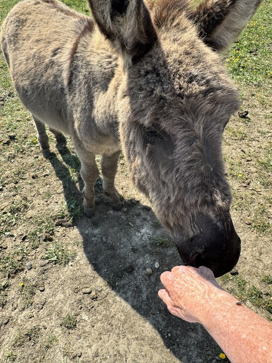LeaLeaLemon's tweet image. #OutdoorEdChat
Had a great week, lots of nature connections, animal therapy and lovely children 🥰 @Thetherapyadventure #ForestSchool #mindfulwalkingwithchildren #animaltherapy #wellbeing #natureintervention
