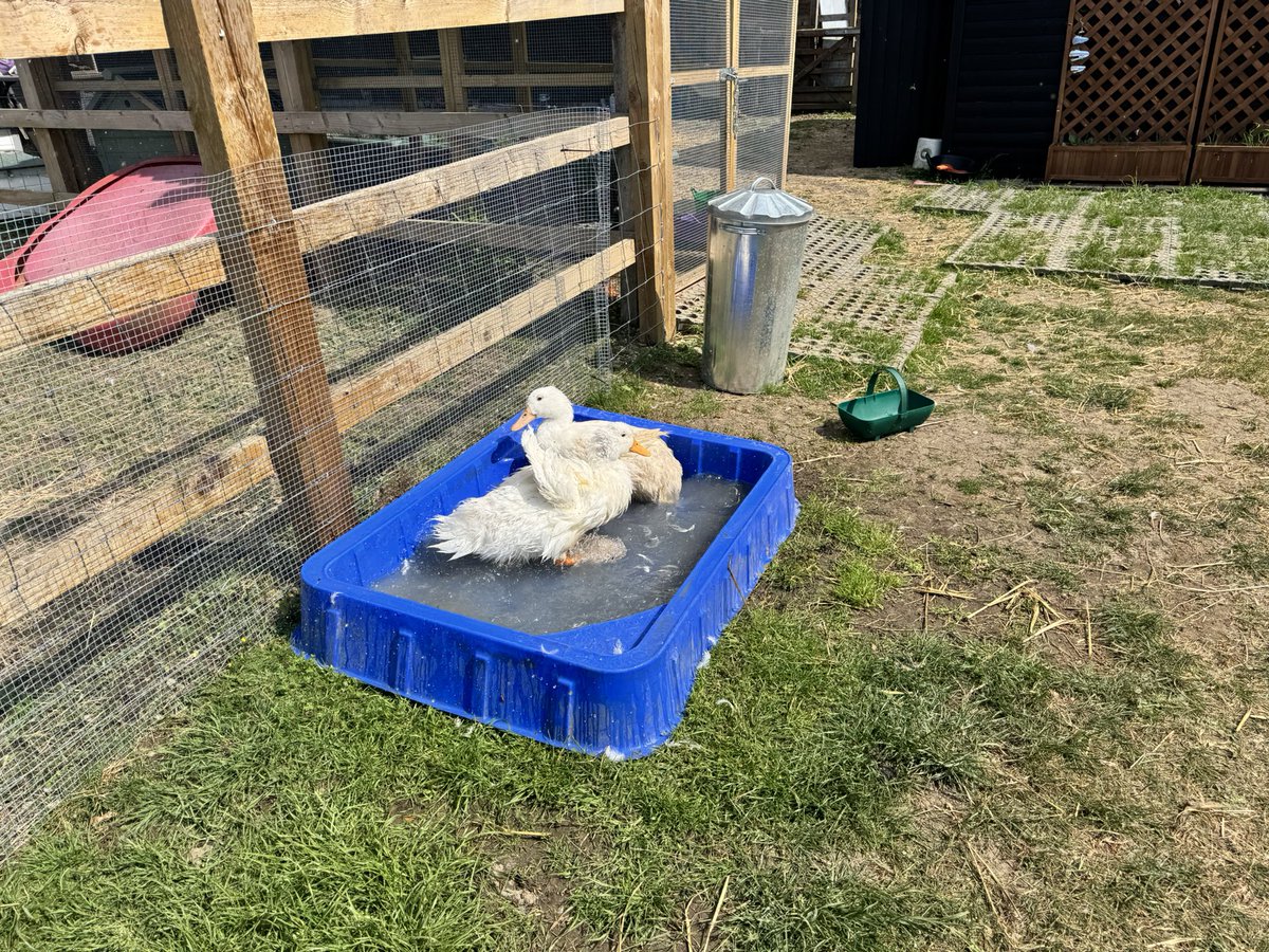 LeaLeaLemon's tweet image. #OutdoorEdChat
Had a great week, lots of nature connections, animal therapy and lovely children 🥰 @Thetherapyadventure #ForestSchool #mindfulwalkingwithchildren #animaltherapy #wellbeing #natureintervention