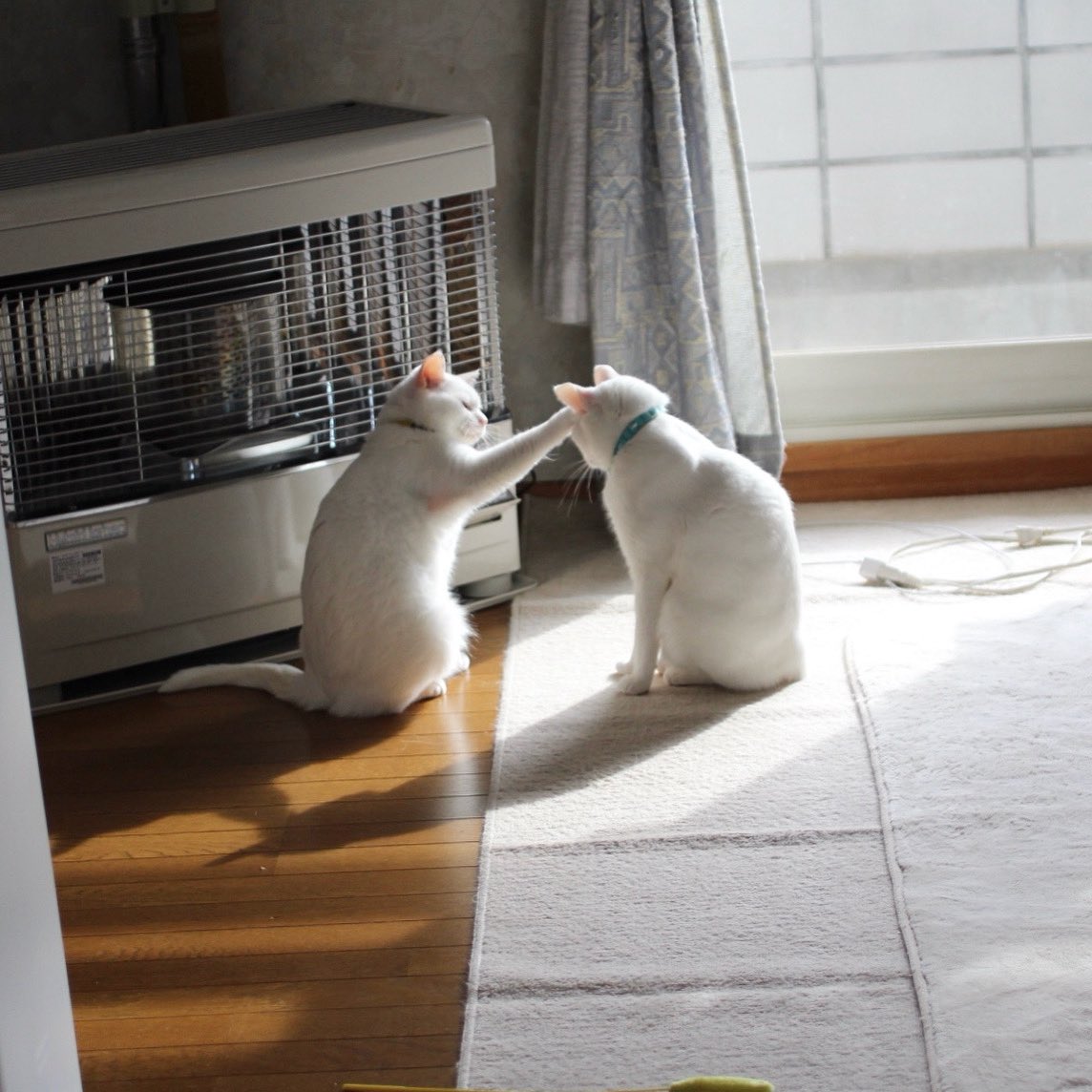 とある日の昼下がり…
怒られてました