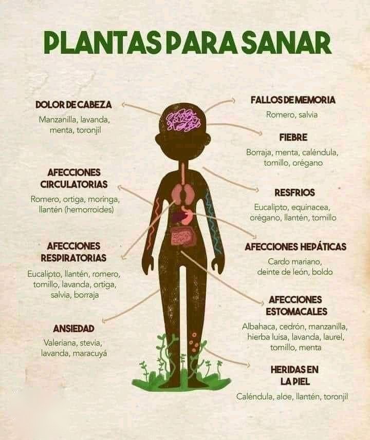 ✨💫🌿☀️Tip Salud☀️🌿💫✨

Plantas para sanar

*Regálame un Gracias así se que me lees y te gusta mi contenido*