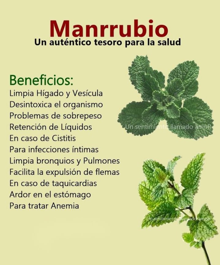✨💫🌿☀️Tip Salud☀️🌿💫✨

Marrubio 

*Regálame un Gracias así se que me lees y te gusta mi contenido*