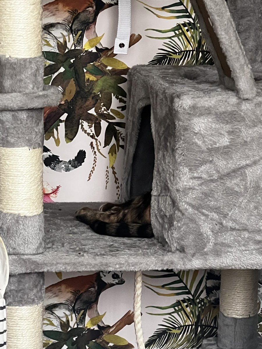 LokitheB's tweet image. Fwenz! After another scary dayz where my infection recovery meant I did notz eatz, I am back to fullz health! #teambengal #bengalcat #CatsOfTwitter