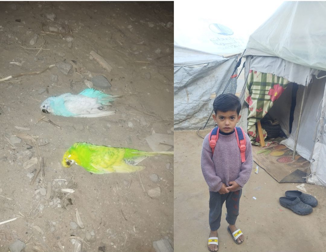 mohammedIhysse's tweet image. I will never forget that heartbreaking night when my little boy Imad cried until morning. His beloved birds died from a nearby bombing—the blast was so loud, their tiny hearts couldn’t bear it. Imad wept until his tears ran dry.
I swear to you, my child Imad holds more humanity…