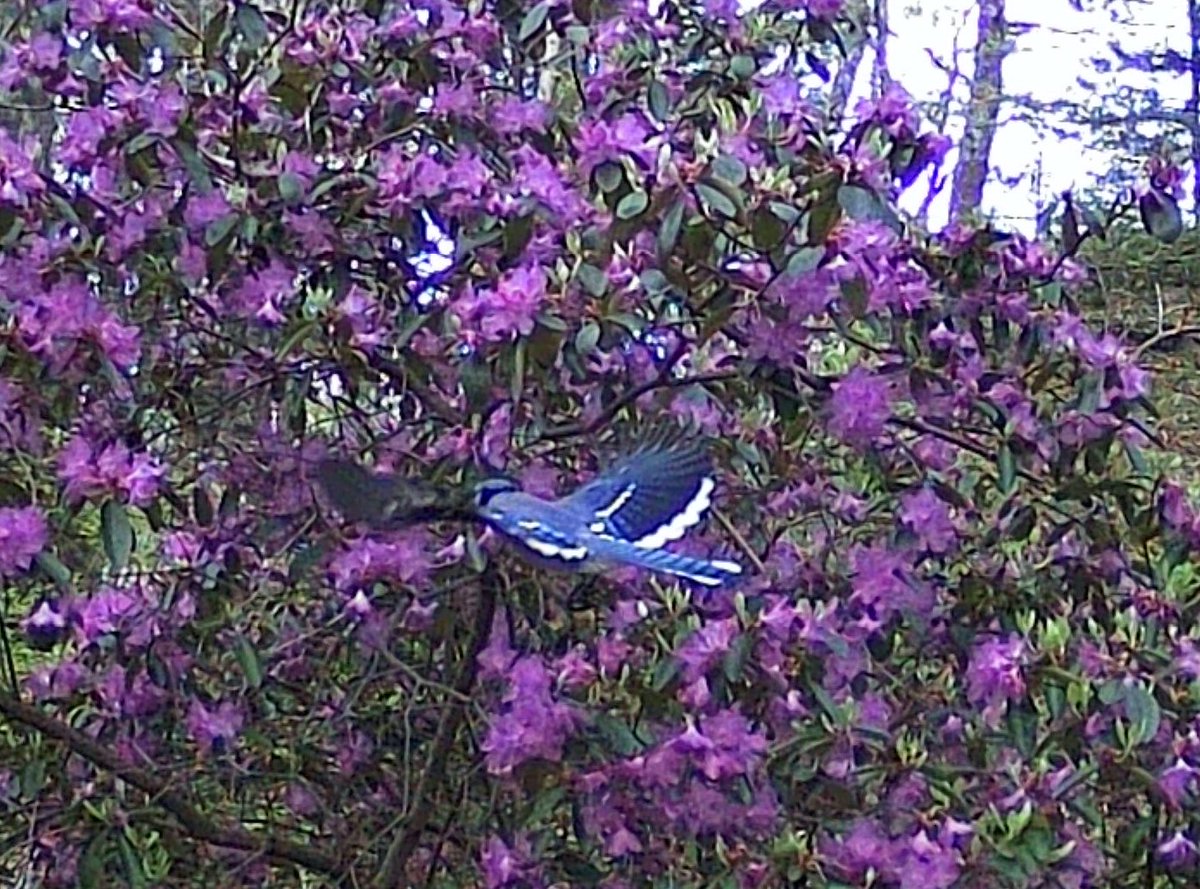 Blue jays, a catbird, and a red-winged blackbird