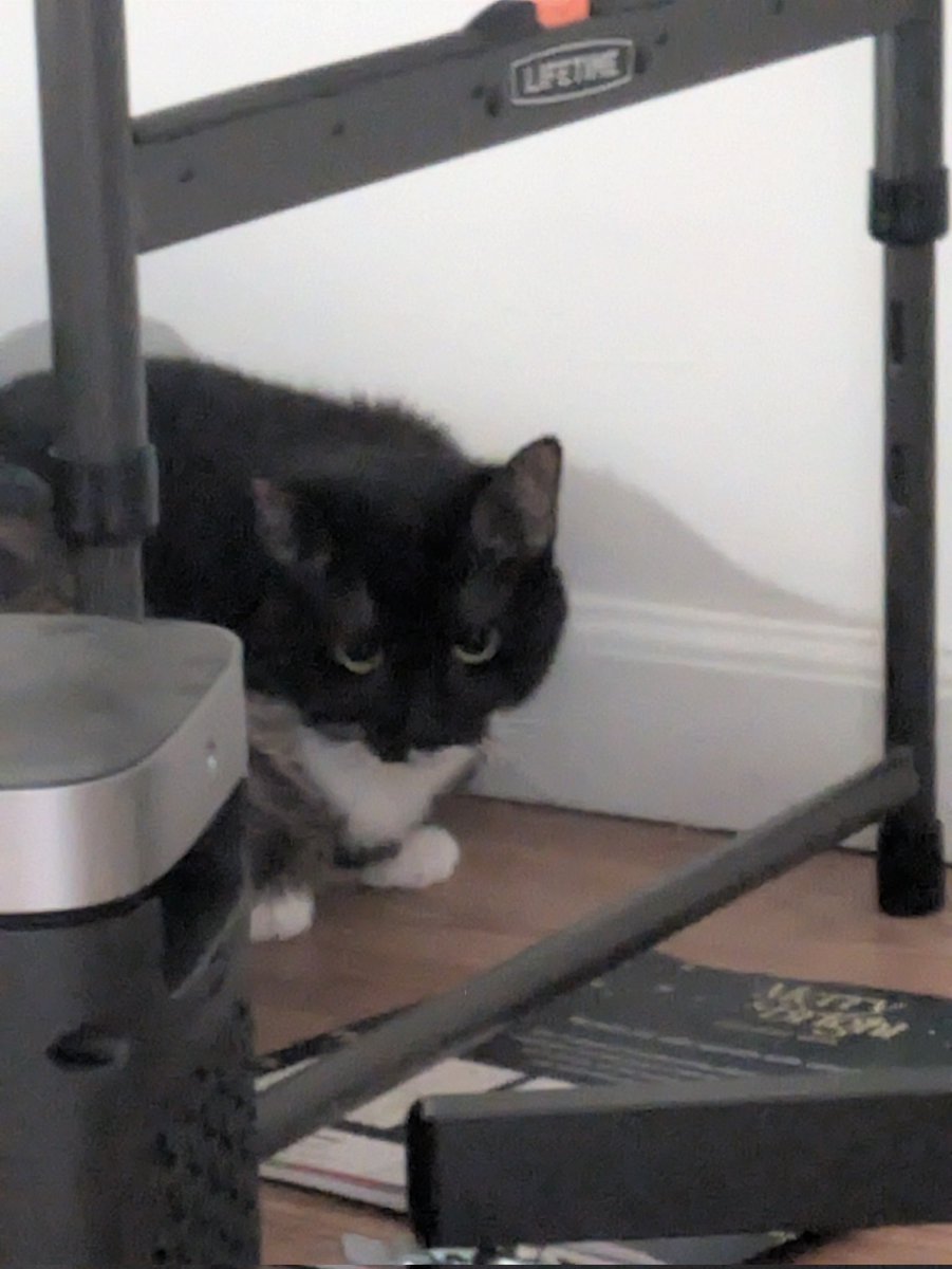 Her name is Dream, she plays Minecraft, you can tell because she terraforms her litterbox when she goes.
