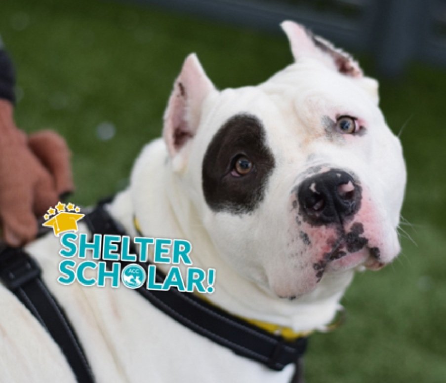 Morgan Fairchild's Dogs tweet media