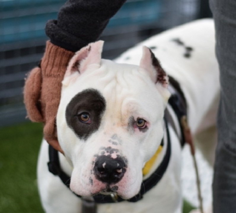 Morgan Fairchild's Dogs tweet media