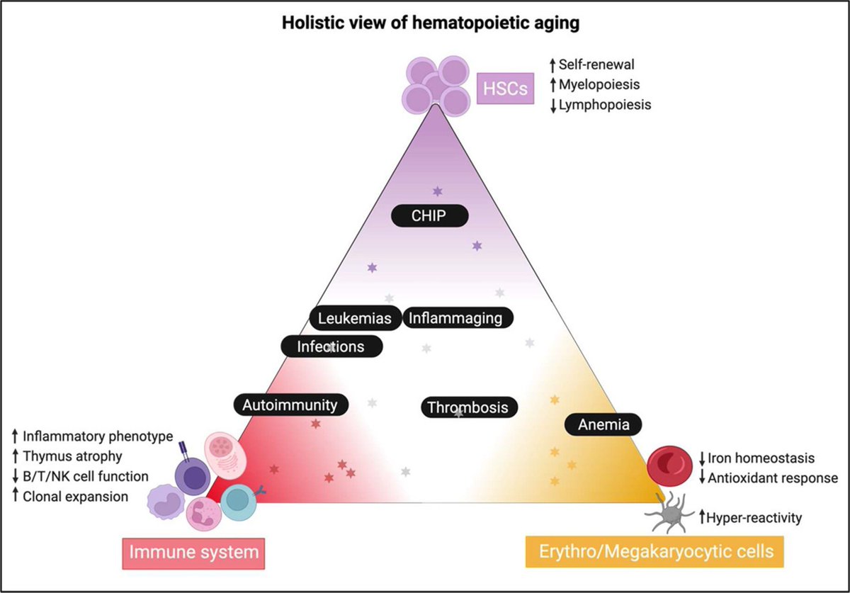 Read the latest highlights on articles in the #ExpHem May Issue and Special Issue on Bone Marrow Aging simplyblood.org