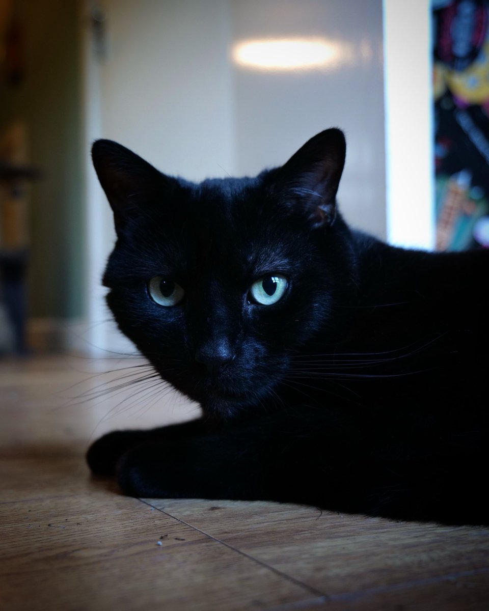 Django is celebrating double digits! Yes, today is his 10th birthday, and here he is posing for his special portrait to mark the occasion. Our lives are better because he chose us to share his with, and we love him. Happy Birthday, little Django! 🥳🎈🎉🖤🐈‍⬛