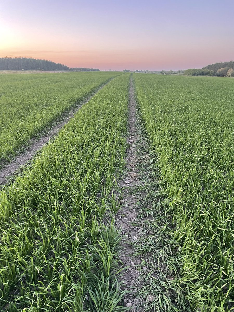 Enya oats lapping up the sun T0 and trace elements added . T1 with regulator over the coming days