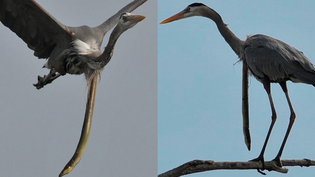 DiarioPresente's tweet photo. 🗣 #Entérate| El fotógrafo #SamDavis capturó el increíble momento en que una anguila serpiente escapó del estómago de una garza mientras el ave aún estaba en vuelo.
✨Síguenos en Redes Sociales
|#Noticia |#Mundo |#DiarioPresente https://t.co/j8ZbLD0bxy