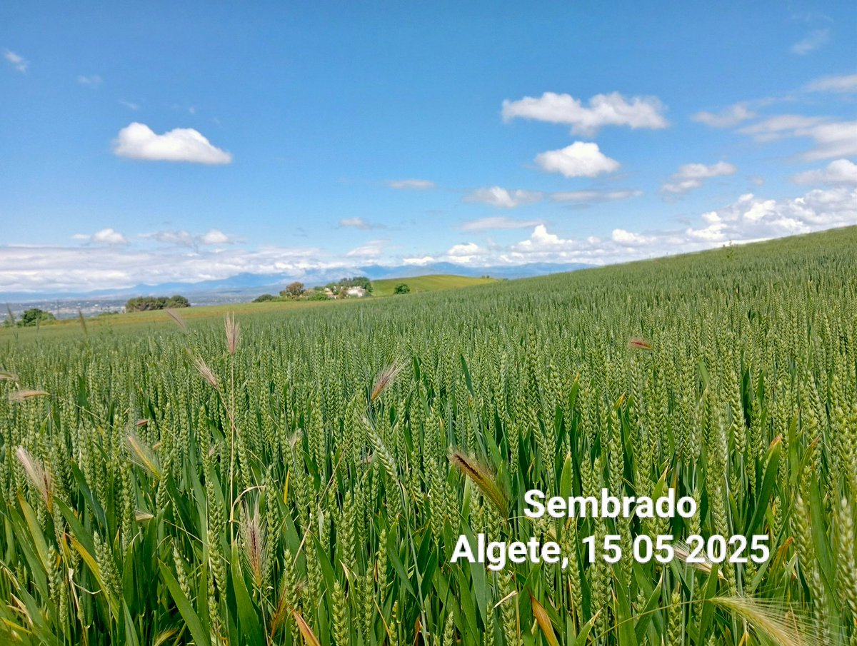 Un año más, la Hermandad de labradores 🚜 de #Algete ha organizado la celebración de su patrón #SanIsidroLabrador 🌿 con misa y procesión hasta llegar a los sembrados por la calle Miguel de Unamuno y realizar la Bendición de los campos🌾. Posteriormente un vino español🍷🍢