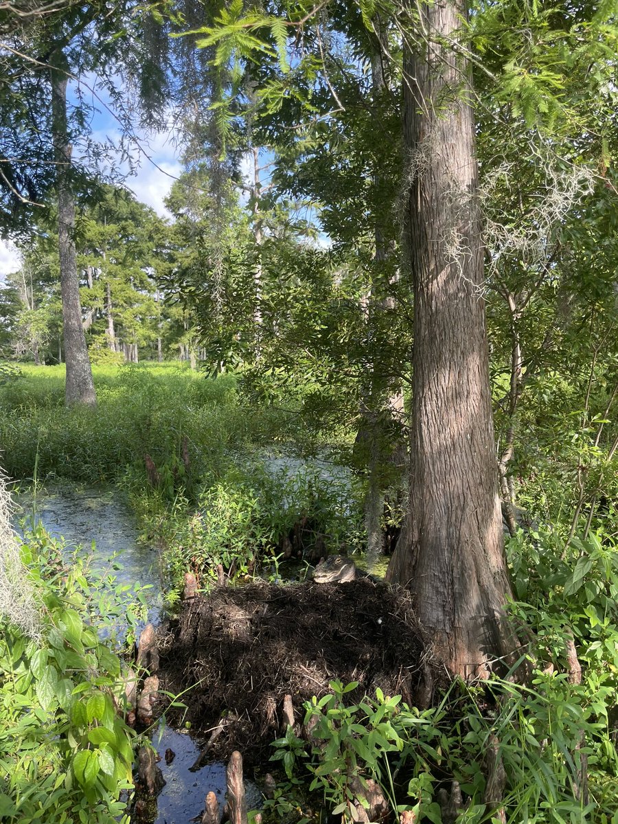 Gators don’t just live in the bayou, they build it! 
From digging watering holes to balancing animal populations, these ancient creatures are the original ecosystem engineers.
Respect the real architects of the swamp.🐊🔨👏