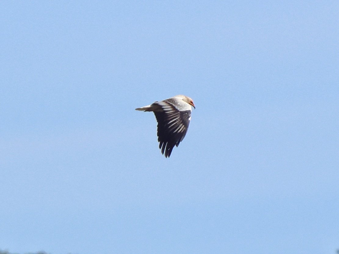 treen_paul's tweet photo. Bulgaria Day 3 - Vultures 
Griffon- Egyptian- Black https://t.co/GkHFEkxrq1