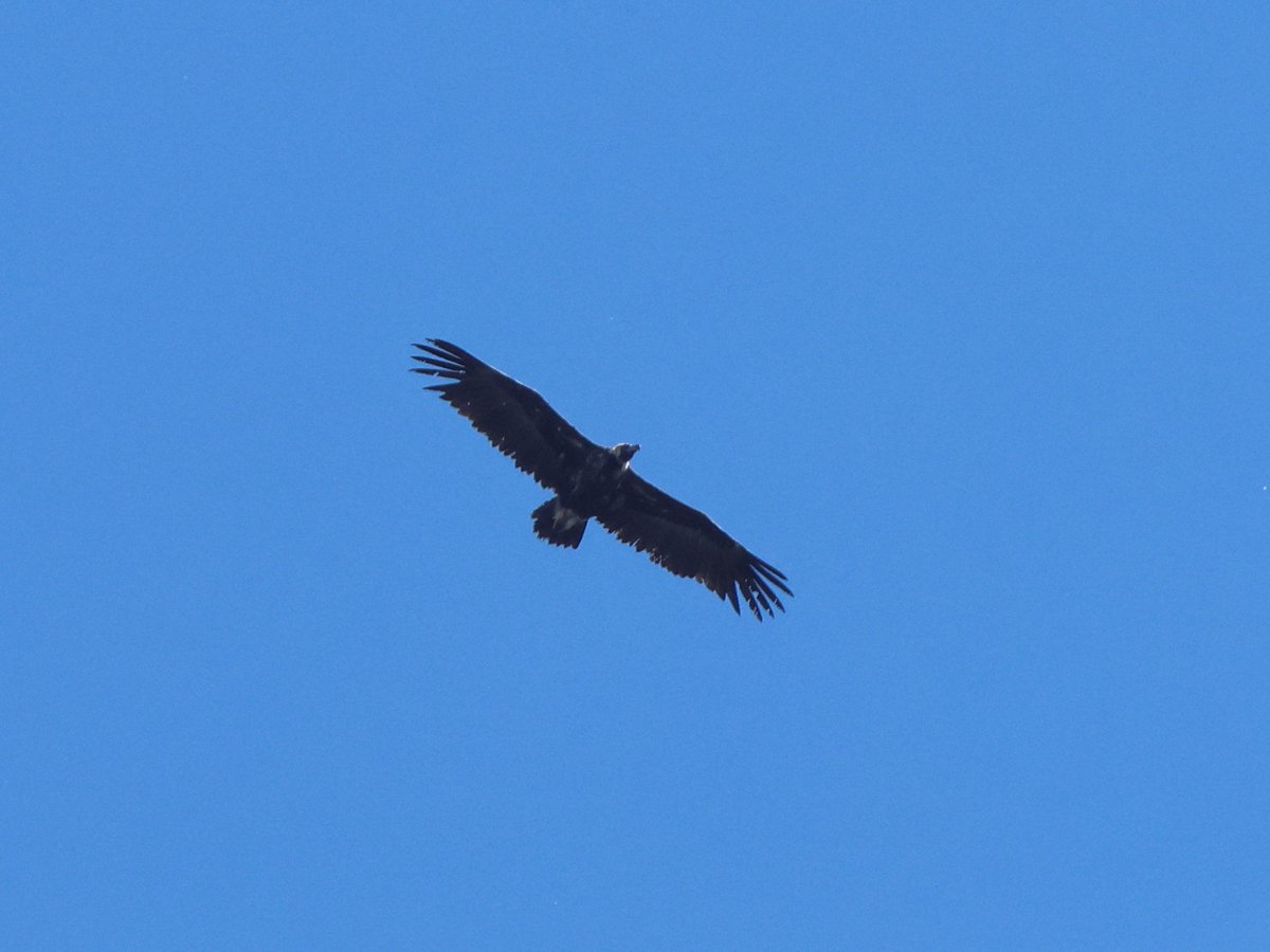 treen_paul's tweet photo. Bulgaria Day 3 - Vultures 
Griffon- Egyptian- Black https://t.co/GkHFEkxrq1
