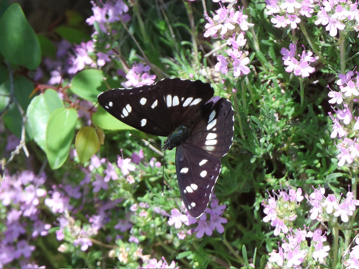 treen_paul's tweet photo. Bulgaria Day 3 - Butterflies.
Need to check, but believe Southern White Admiral, Queen of Spain &amp; 2 Fritillaries to check! https://t.co/8RUrAbI7sx