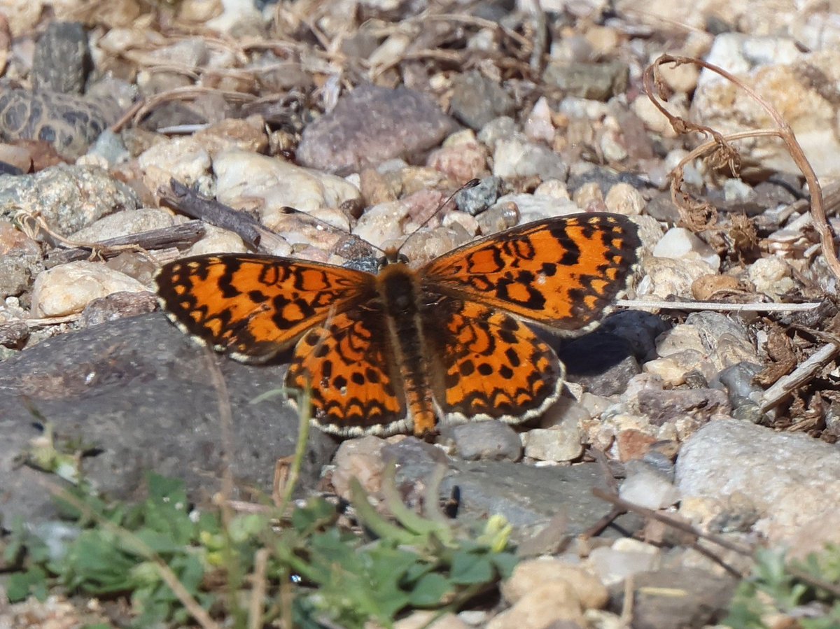 treen_paul's tweet photo. Bulgaria Day 3 - Butterflies.
Need to check, but believe Southern White Admiral, Queen of Spain &amp; 2 Fritillaries to check! https://t.co/8RUrAbI7sx