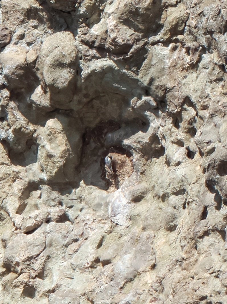 treen_paul's tweet photo. Bulgaria Day 3. Very distant on  cliff face - Rock Nuthatch &amp; nest https://t.co/D1FeM6g6rR