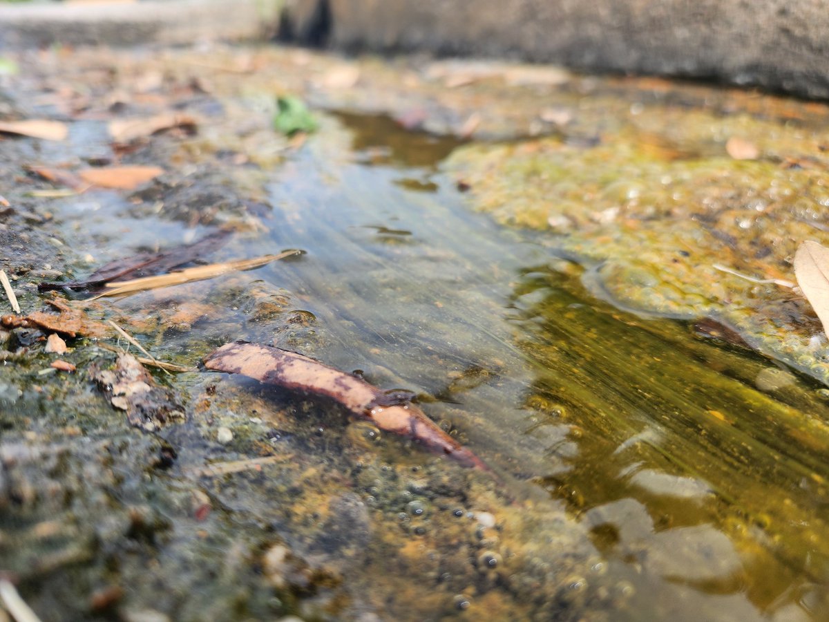 dacamboi1's tweet photo. A little Itty bitty stream from a drainage pipe https://t.co/2q6x4eGjum
