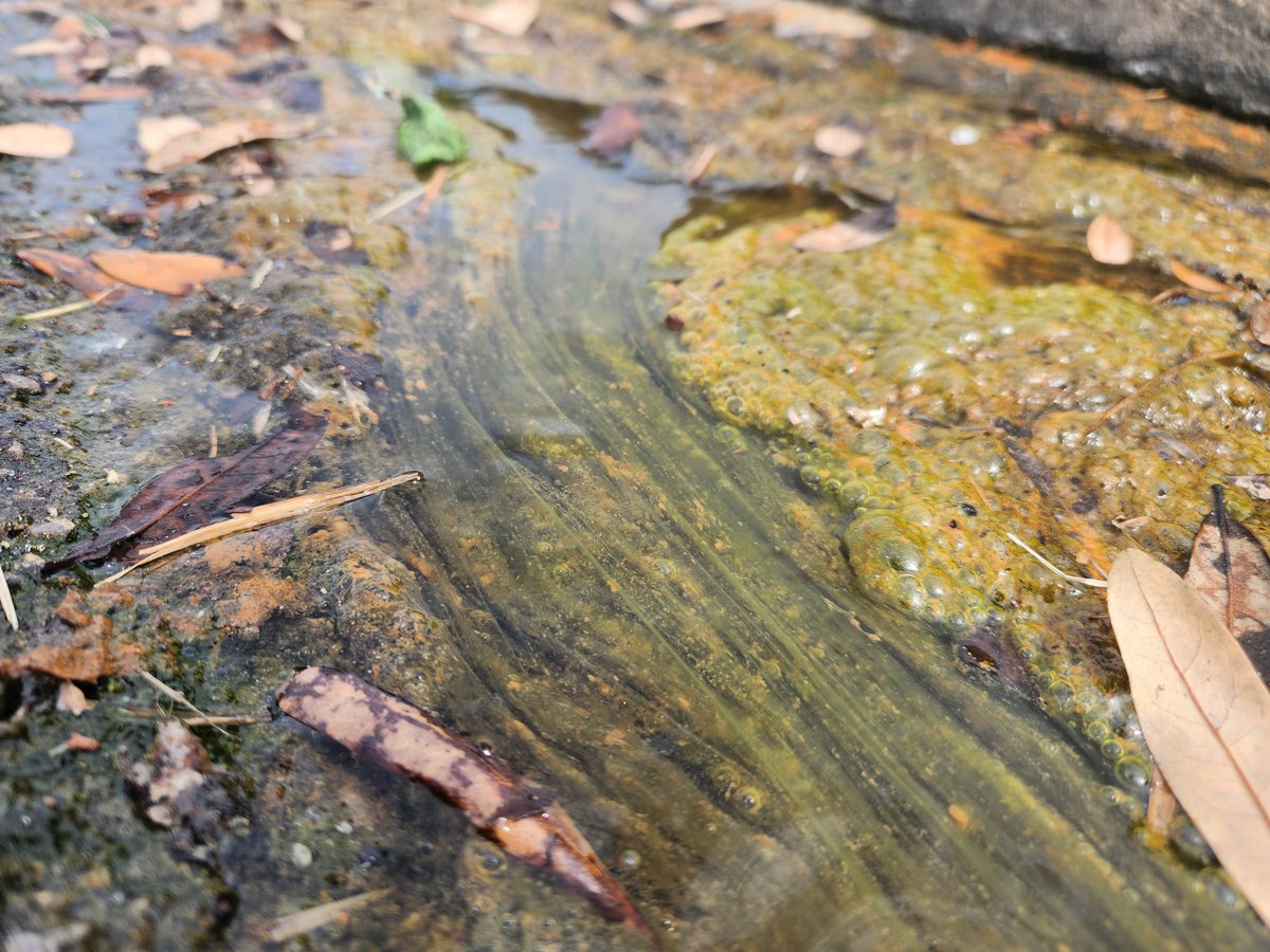 dacamboi1's tweet photo. A little Itty bitty stream from a drainage pipe https://t.co/2q6x4eGjum