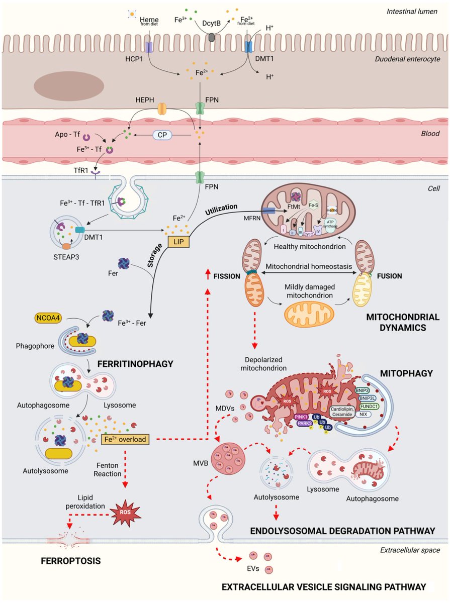 AgingdocโญDavid Barzilai๐MD PhD MS MBA DipABLM๐ฉบ (@agingdoc1) on Twitter photo Iron Metabolism and Muscle Aging: Where Ferritinophagy Meets Mitochondrial Quality Control
mdpi.com/2073-4409/14/9โฆ <a href="/Cells_MDPI/">Cells MDPI</a> Iron Metabolism and Muscle Aging: Where Ferritinophagy Meets Mitochondrial Quality Control
mdpi.com/2073-4409/14/9โฆ <a href="/Cells_MDPI/">Cells MDPI</a>