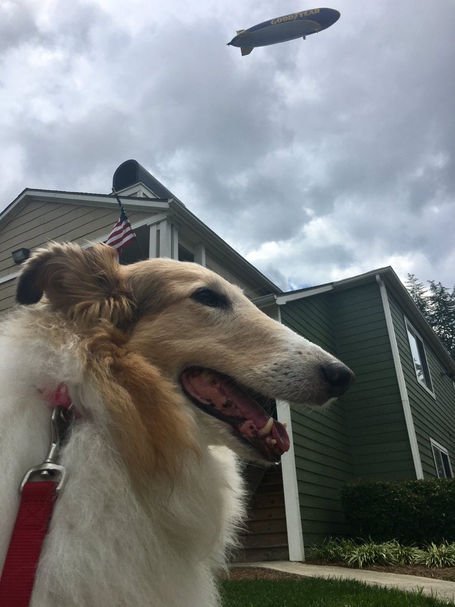 JoeMustian's tweet photo. @JoeBrunoWSOC9 Miss Gracie was unfazed as it flew over South Meck in 2017.⛳️ https://t.co/OzgFW2FFac