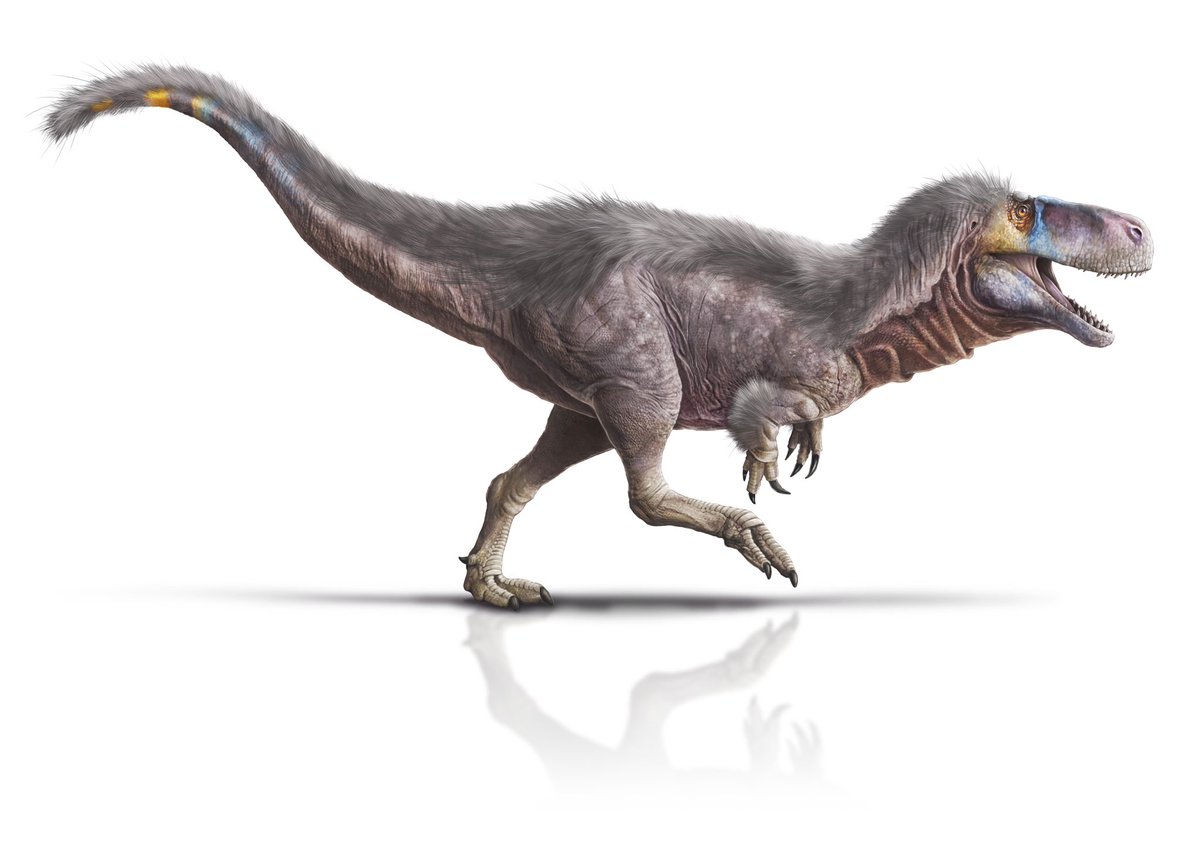 The original dinosaur - Megalosaurus bucklandii. I created this illustration for an exhibition last year at Lapworth Museum.