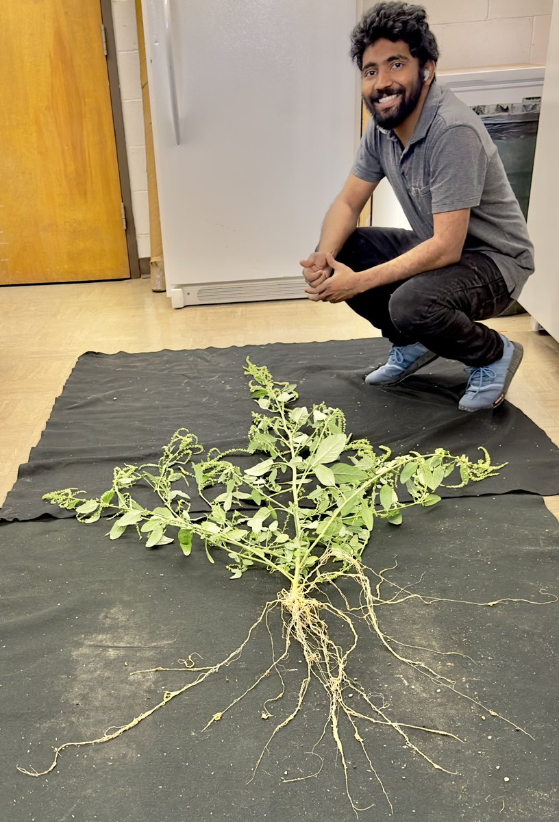 SuvidhUNL's tweet photo. Kicking off Summer 2025 with a deep dive underground—exploring the root architecture of waterhemp, because what lies beneath the soil tells the real story @unlagrohort @AmitUNL #waterhemp #rootbiology #Weedscience https://t.co/QKb195BKBi