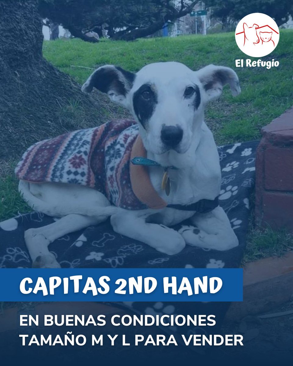 🧣Campaña de invierno: Estamos recolectando capitas usadas y en buen estado, talles M o L, para poder revender en nuestras jornadas. 💙Si tenés alguna que ya no uses, podés acercarlas a las jornadas de adopción en Portones Shopping o escribirnos a donacioneselrefugio@gmail.com.