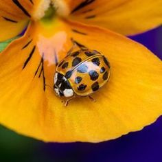 Anitamaría (@anitamariaan) on Twitter photo <a href="/CarolynNewsom/">Carolyn Newsom</a> <a href="/RitaSofiale/">Rita</a> <a href="/AgTqs/">Agatha</a> <a href="/fryld/">Fryl dnc</a> <a href="/RhonaldGuillen/">Rhonald Guillen</a> <a href="/nina_puerto/">NiNA 3000 🌹🌹🌹</a> <a href="/zerok_z/">Asi ♡</a> <a href="/nawabito/">《本城》</a> <a href="/khaledamigoelc1/">*khaledamigoelct*</a> <a href="/carmelacuore/">carmela</a> <a href="/gcbrown1956/">Greg Brown</a> <a href="/arlenesg/">Arlene 🔆</a> <a href="/purposefulact/">Purposeful Action</a> <a href="/cfacid/">Cfacid 🌴🐠</a> <a href="/yuewanwan/">南洲</a> <a href="/EmyZedalis1/">Emy D. Zedalis</a> <a href="/LaniJDav/">Lani</a> <a href="/exprezoe1/">REALLY... It's ME...</a> <a href="/11Esperena/">Esperanza Jimenez gonzalez</a> <a href="/dazerac/">Luna-C & Angel-SM</a> <a href="/peac4love/">Ceni</a> <a href="/DubraskaA77/">Dubraska</a> <a href="/LupitaCampos13/">Lupita Campos</a> <a href="/zoilartm/">ZoilaT🇵🇦</a> <a href="/LucilaQuanti/">Lucila Quanti</a> <a href="/k1990ee/">k</a> <a href="/RosaOspin/">Margarita Rosa Ospin</a> <a href="/rosarina27/">Romy</a> <a href="/GalizaAr/">Ana Rosa 🙋🏻♀️🇧🇷</a> <a href="/marty_rodz/">Marty🌎🙇♀️🌍Rodz.</a> <a href="/JuliaGrantham2/">Julia Grantham</a> <a href="/AdrianaPrince40/">Adry simonetti</a> <a href="/AnThalys_/">🌸💞 Thalys💞🌸</a> <a href="/_Mrs_Ca/">_Mrs_Ca</a> <a href="/MisterSalesman/">M LeMont</a> <a href="/belcymorales/">belcy morales</a> <a href="/ILore05/">Itts.lore05</a> <a href="/i_soresi/">I.bright moon</a> <a href="/SaharaSarai/">♡Sara Sinai♡Dra🩺 ❤💋💄(◍•ᴗ•◍)❤</a> <a href="/queensteast/">sherry sweet</a> <a href="/Estrella51Ahora/">♡☆My Star☆♡</a> Hellooo my precious Carolyn, today is for'u a pretty lady bug in yellow, do'u like it? it's different but amazing too 🌻🐞brings joy and good luck 🫶 for all too😍🍬 <a href="/CarolynNewsom/">Carolyn Newsom</a> <a href="/RitaSofiale/">Rita</a> <a href="/AgTqs/">Agatha</a> <a href="/fryld/">Fryl dnc</a> <a href="/RhonaldGuillen/">Rhonald Guillen</a> <a href="/nina_puerto/">NiNA 3000 🌹🌹🌹</a> <a href="/zerok_z/">Asi ♡</a> <a href="/nawabito/">《本城》</a> <a href="/khaledamigoelc1/">*khaledamigoelct*</a> <a href="/carmelacuore/">carmela</a> <a href="/gcbrown1956/">Greg Brown</a> <a href="/arlenesg/">Arlene 🔆</a> <a href="/purposefulact/">Purposeful Action</a> <a href="/cfacid/">Cfacid 🌴🐠</a> <a href="/yuewanwan/">南洲</a> <a href="/EmyZedalis1/">Emy D. Zedalis</a> <a href="/LaniJDav/">Lani</a> <a href="/exprezoe1/">REALLY... It's ME...</a> <a href="/11Esperena/">Esperanza Jimenez gonzalez</a> <a href="/dazerac/">Luna-C & Angel-SM</a> <a href="/peac4love/">Ceni</a> <a href="/DubraskaA77/">Dubraska</a> <a href="/LupitaCampos13/">Lupita Campos</a> <a href="/zoilartm/">ZoilaT🇵🇦</a> <a href="/LucilaQuanti/">Lucila Quanti</a> <a href="/k1990ee/">k</a> <a href="/RosaOspin/">Margarita Rosa Ospin</a> <a href="/rosarina27/">Romy</a> <a href="/GalizaAr/">Ana Rosa 🙋🏻♀️🇧🇷</a> <a href="/marty_rodz/">Marty🌎🙇♀️🌍Rodz.</a> <a href="/JuliaGrantham2/">Julia Grantham</a> <a href="/AdrianaPrince40/">Adry simonetti</a> <a href="/AnThalys_/">🌸💞 Thalys💞🌸</a> <a href="/_Mrs_Ca/">_Mrs_Ca</a> <a href="/MisterSalesman/">M LeMont</a> <a href="/belcymorales/">belcy morales</a> <a href="/ILore05/">Itts.lore05</a> <a href="/i_soresi/">I.bright moon</a> <a href="/SaharaSarai/">♡Sara Sinai♡Dra🩺 ❤💋💄(◍•ᴗ•◍)❤</a> <a href="/queensteast/">sherry sweet</a> <a href="/Estrella51Ahora/">♡☆My Star☆♡</a> Hellooo my precious Carolyn, today is for'u a pretty lady bug in yellow, do'u like it? it's different but amazing too 🌻🐞brings joy and good luck 🫶 for all too😍🍬