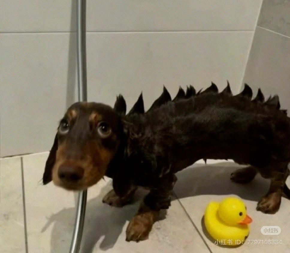 💖 (@twaniimals) on Twitter photo 