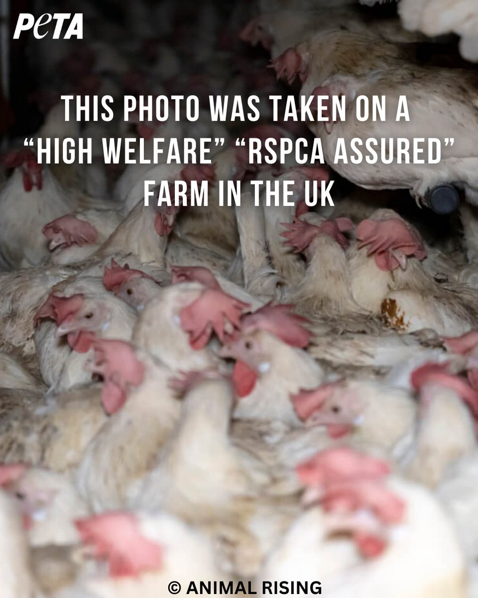 PETA UK tweet media