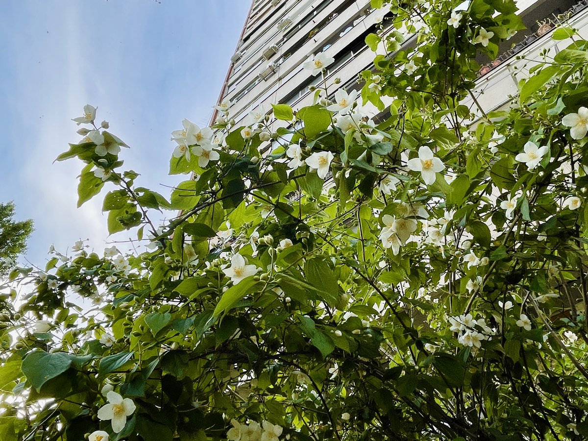 Aranata 🤍💙🤍 (@olya_fry) on Twitter photo 