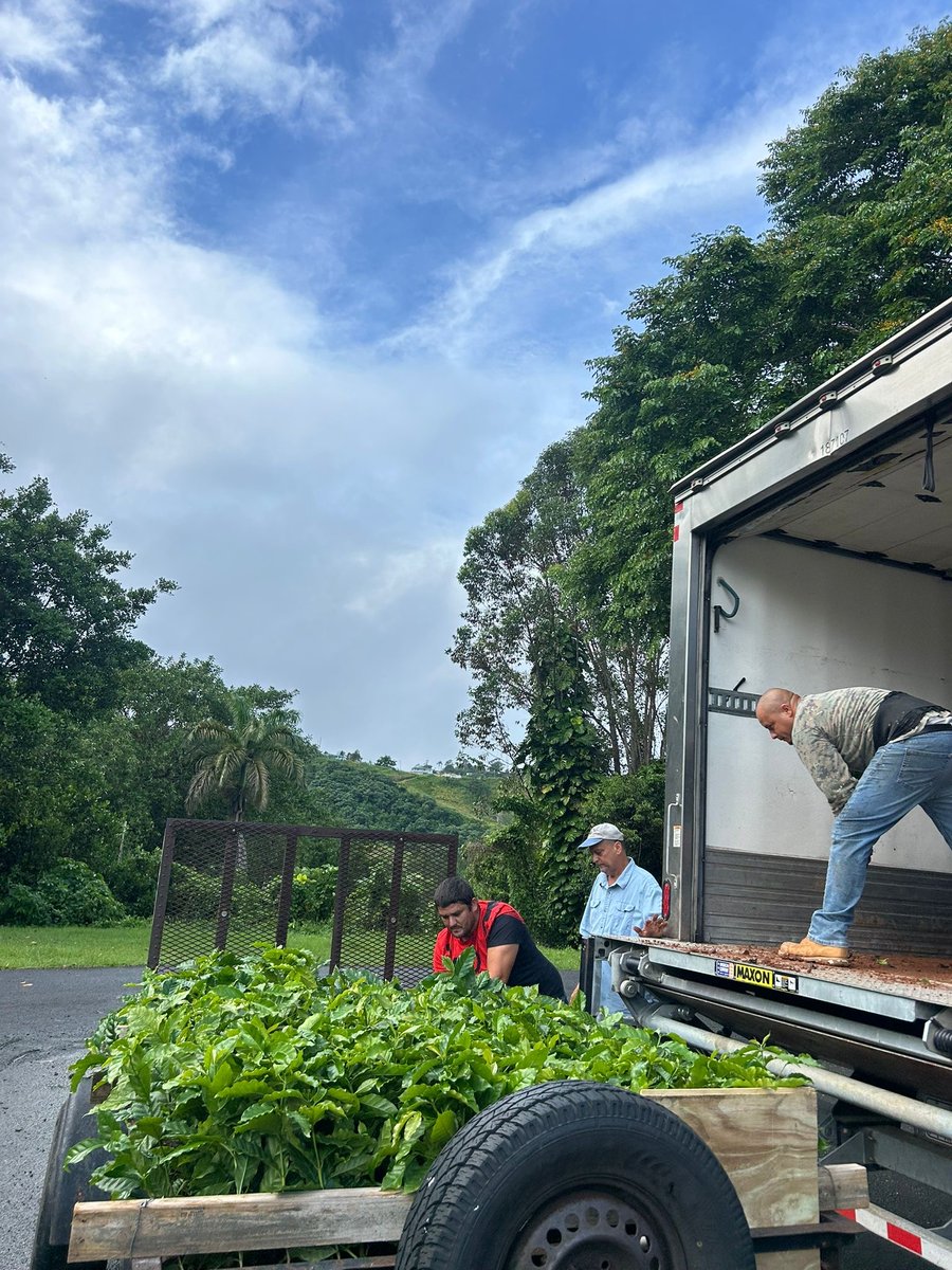 DptoAgricultura's tweet photo. 🌱☕ ¡Seguimos fortaleciendo la caficultura! Agricultores de Naranjito recibieron árboles de café bajo el programa #SiembrasNuevas del @DptoAgricultura.
Con esta entrega, apoyamos la reforestación agrícola y el desarrollo económico de nuestras montañas.
#CaféDeAquí #AgroPR https://t.co/0kSQnHXzCw