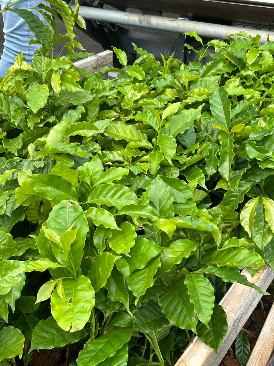 DptoAgricultura's tweet photo. 🌱☕ ¡Seguimos fortaleciendo la caficultura! Agricultores de Naranjito recibieron árboles de café bajo el programa #SiembrasNuevas del @DptoAgricultura.
Con esta entrega, apoyamos la reforestación agrícola y el desarrollo económico de nuestras montañas.
#CaféDeAquí #AgroPR https://t.co/0kSQnHXzCw