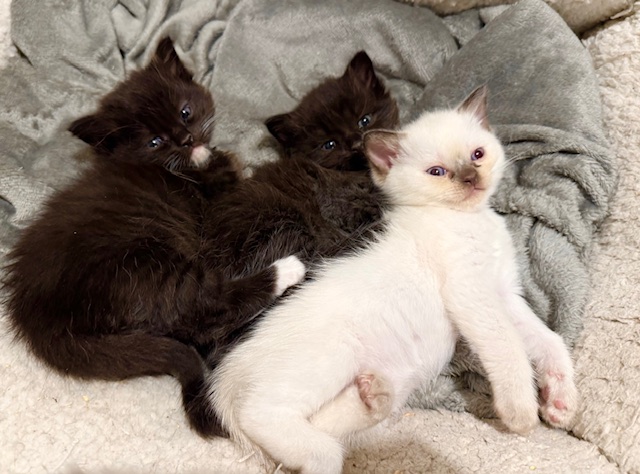 RSPCA Frontline (@rspca_frontline) on Twitter photo Inspector Jess has had the pleasure of having these house guests for the last 5 weeks.They were signed over to our care due to their owner struggling to cope, They will go for rehome in a few weeks and im sure they'll be snapped up π <a href="/RSPCA_official/">RSPCA (England & Wales)</a> (72) π±π± Inspector Jess has had the pleasure of having these house guests for the last 5 weeks.They were signed over to our care due to their owner struggling to cope, They will go for rehome in a few weeks and im sure they'll be snapped up π <a href="/RSPCA_official/">RSPCA (England & Wales)</a> (72) π±π±