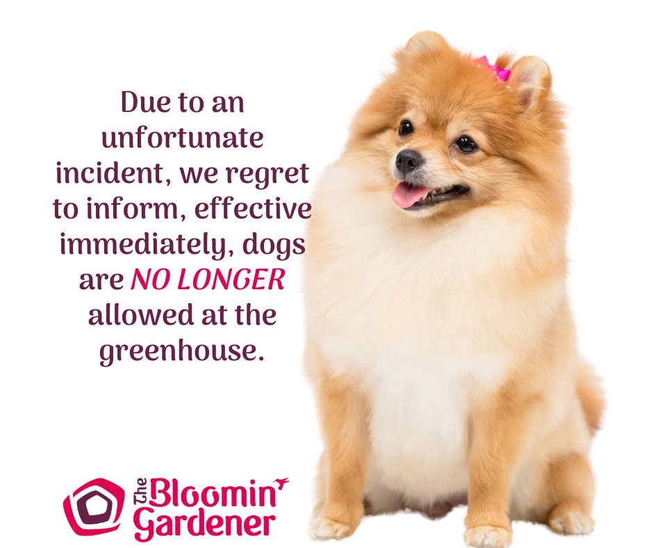 bloomingardener's tweet image. We regret to inform you that, due to a recent incident, dogs are NO LONGER permitted at the greenhouse.

This rule is effective immediately.

We appreciate your understanding as we prioritize the safety and comfort of all visitors.

#thebloomingardener #nodogsallowed #newrule