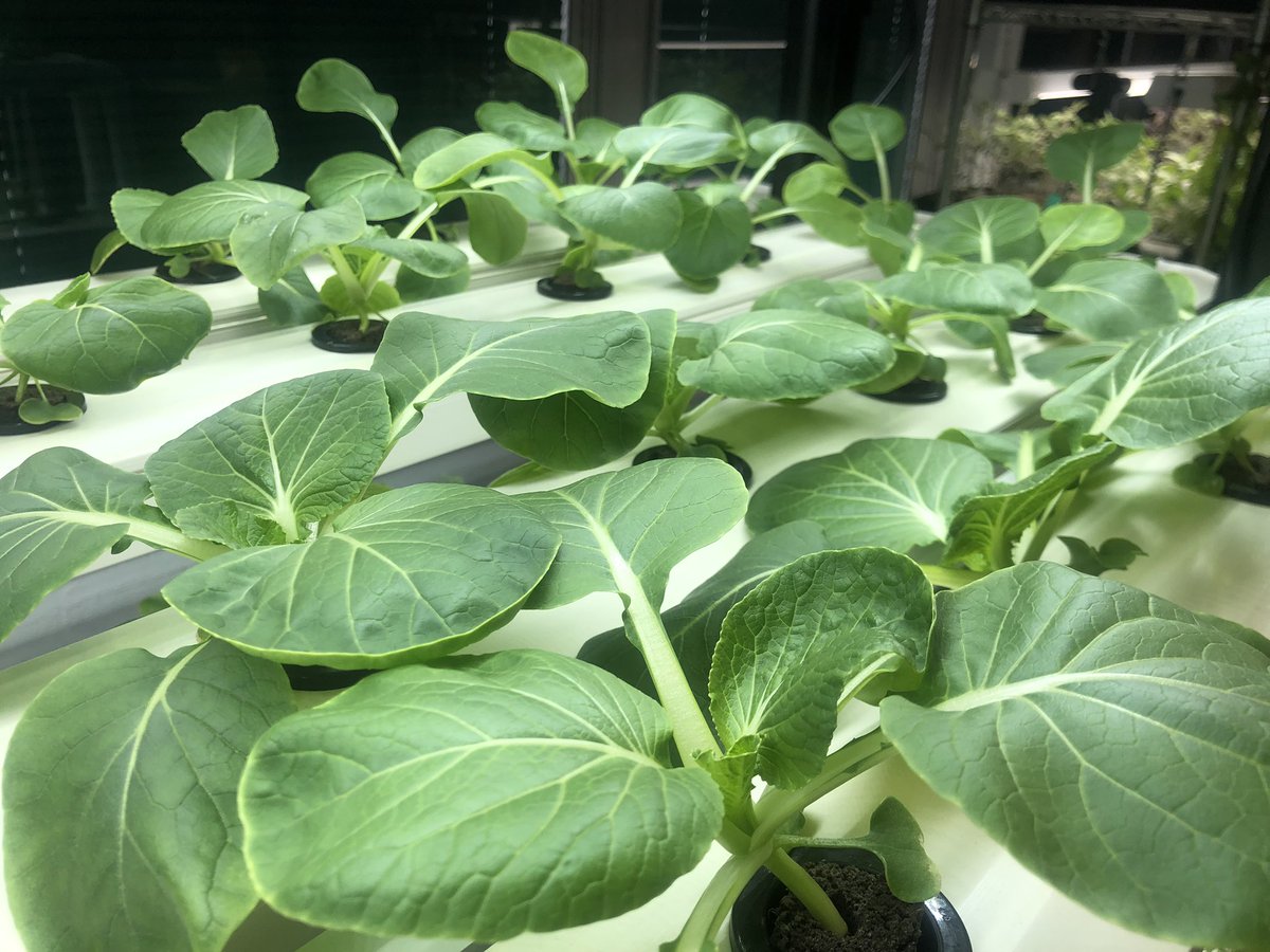 CableBiologyRHS's tweet photo. Aquaponics progress of wave 3 https://t.co/e6ZnxdossA
