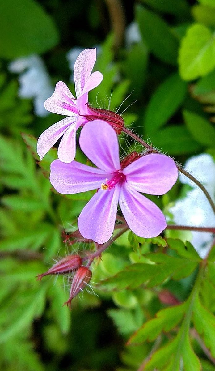 おはようございます
ホットコーヒーとお写んぽへ
ヒメフウロに出会いました😊
今日も1日皆さんの善き日でありますように