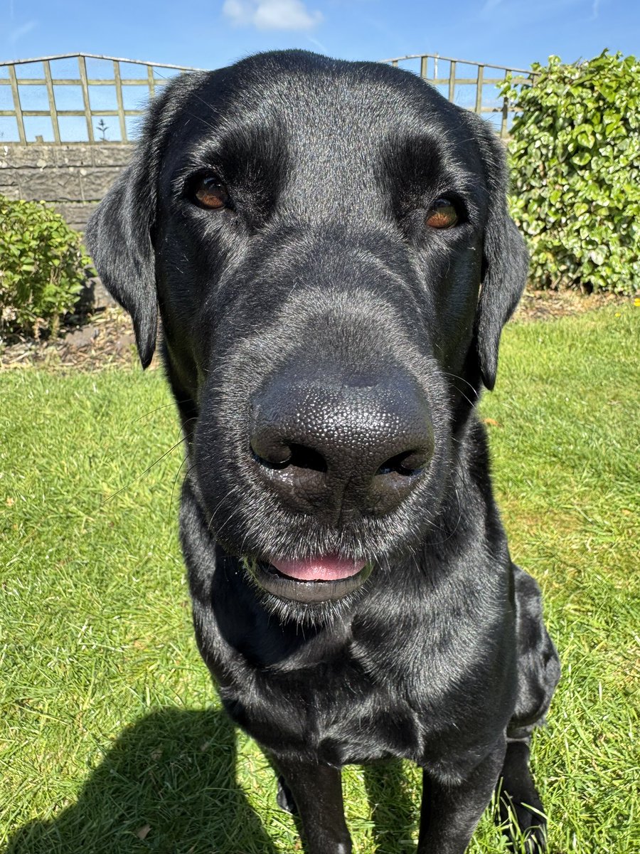QueenJanTheCrow's tweet photo. Everybody meet our new addition…. this is Jeffrey. He’s 4 years old and joined our family yesterday 🖤

#labrador #blacklabrador #rescuedog https://t.co/DT6eT4zVXy