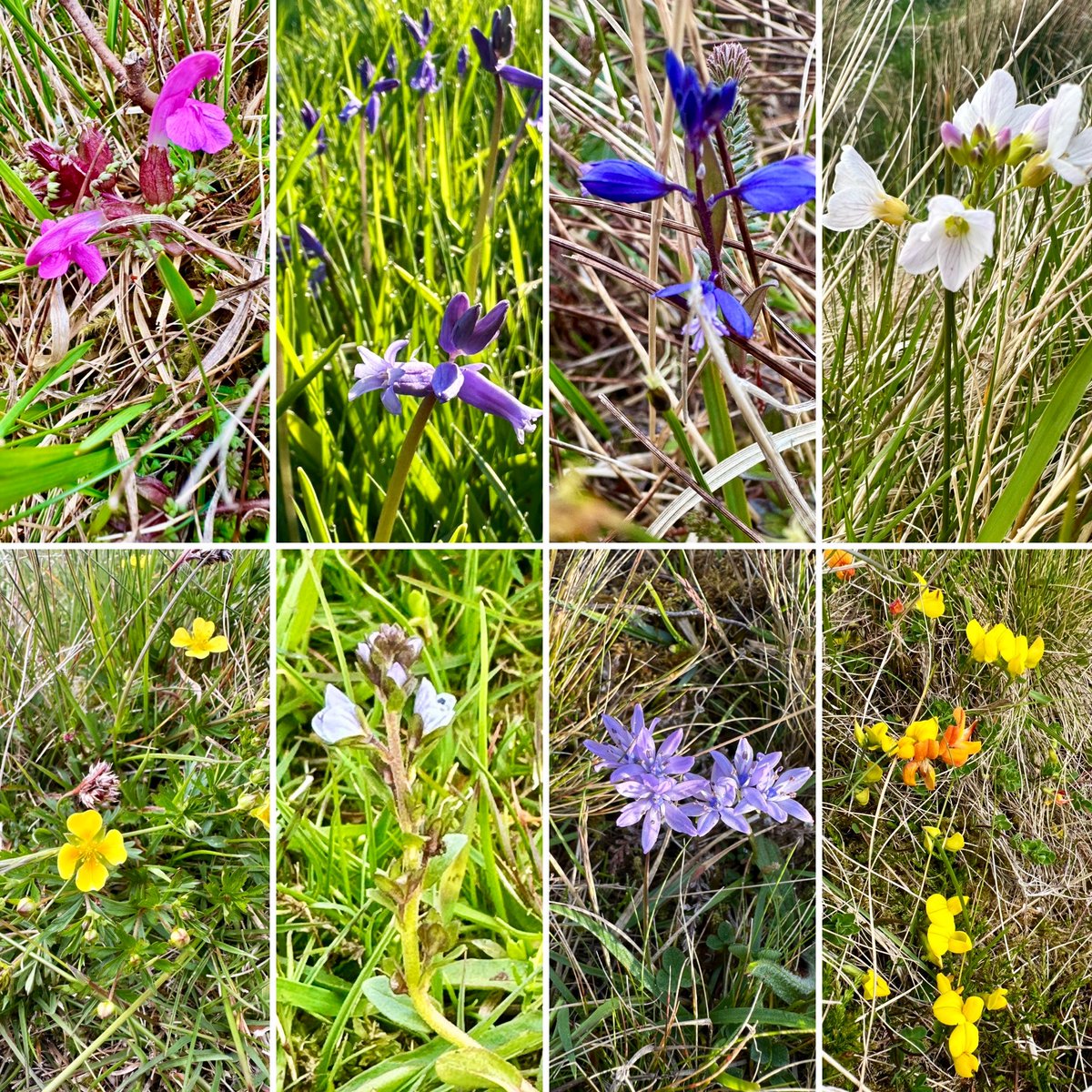 May wildflowers out on species rich grassland. Very pretty.