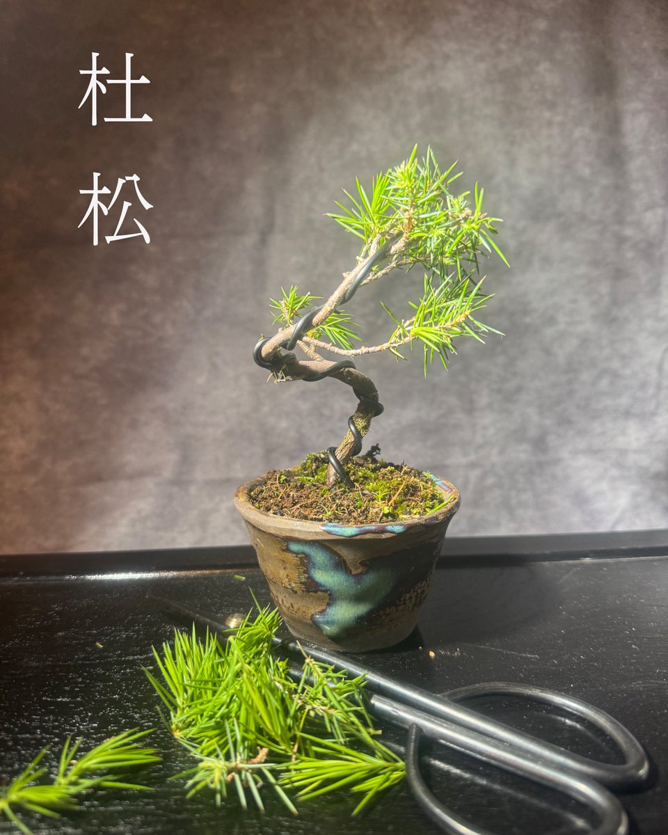 koni_bon's tweet photo. 杜松さんの芽摘み。
Tosho bud picking
#盆栽 #盆栽好きと繋がりたい #盆栽のある暮らし #盆栽初心者 #杜松 #bonsai #minibonsai #bonsailife #japan #tosho https://t.co/R8dRAmqVYb