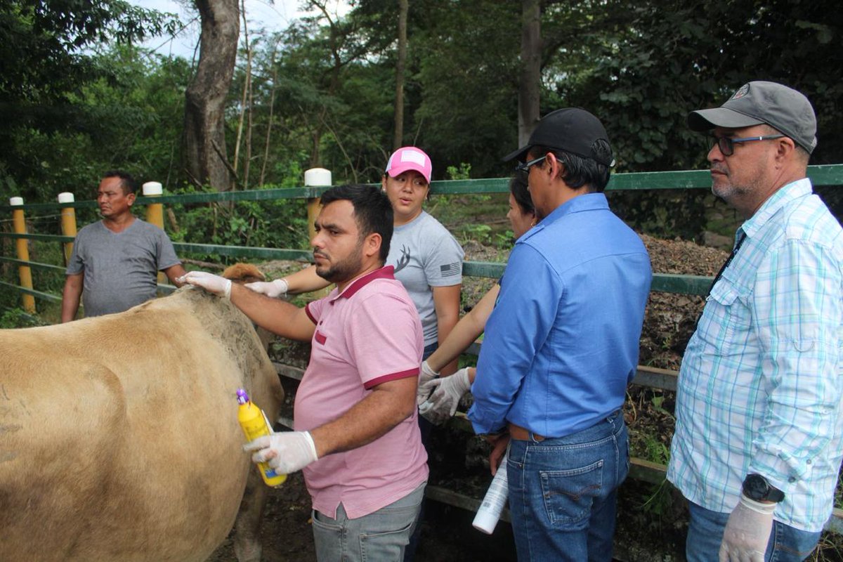 saghonduras's tweet photo. 🔴 A través de #SAGSenasa reforzamos medidas contra el gusano 🐛 barrenador del ganado en Olancho 🤠

Lee detalles aquí: https://t.co/cH2pCeo88y

#UnidosPorElAgro #VolvimosAlCampo #XiomaraSiCumple https://t.co/cql4hgCWHS