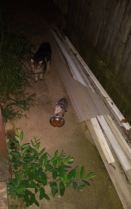 Possumeveryhour.io (@possumeveryhour) on Twitter photo 