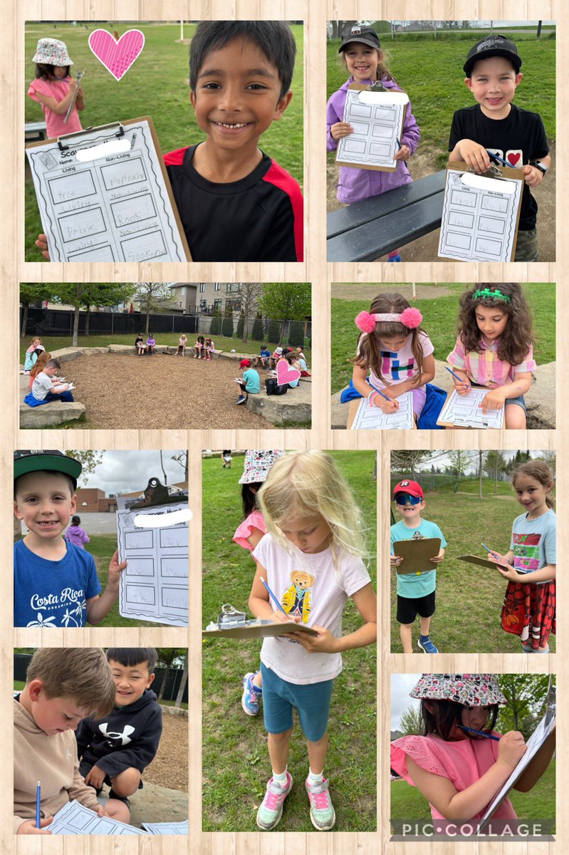 Mrs. Blair (@blairdenisa) on Twitter photo We took our science lesson outdoors today for a Scavenger Hunt! Can you find examples of living and non-living things around us? ☺️🌺🍃
We are so grateful for this beautiful outdoor space for learning as well! 🥰 <a href="/StAnneOCSB/">St. Anne School</a> <a href="/OttCatholicSB/">Ottawa Catholic School Board</a> #ocsbBeWell #ocsbOutdoors We took our science lesson outdoors today for a Scavenger Hunt! Can you find examples of living and non-living things around us? ☺️🌺🍃
We are so grateful for this beautiful outdoor space for learning as well! 🥰 <a href="/StAnneOCSB/">St. Anne School</a> <a href="/OttCatholicSB/">Ottawa Catholic School Board</a> #ocsbBeWell #ocsbOutdoors