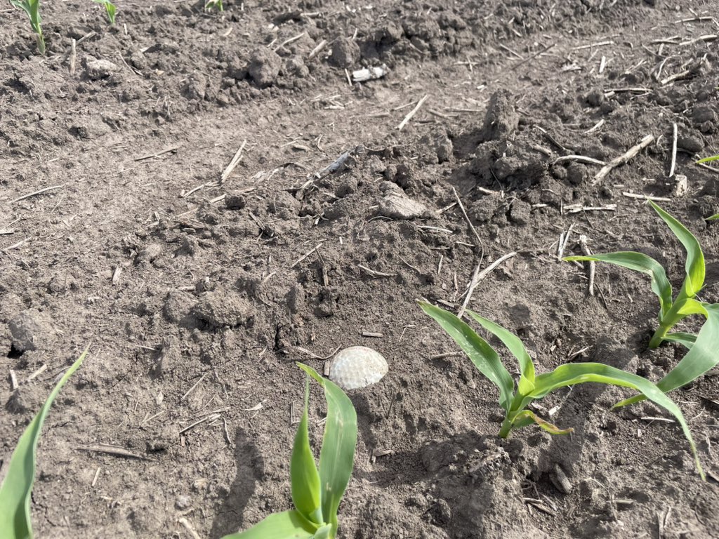 I will always be reminded of my PhD advisor Dr. Moose when I find a golf ball in a corn field. Moose Droppings we called them😂
<a href="/IllinoisCropSci/">Crop Sciences</a>